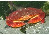 Photo of Cancer productus
